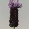 (100 ml) Bronze Lavender Eau de Parfum