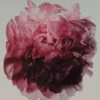 (100 ml) Peony Intense Eau de Parfum